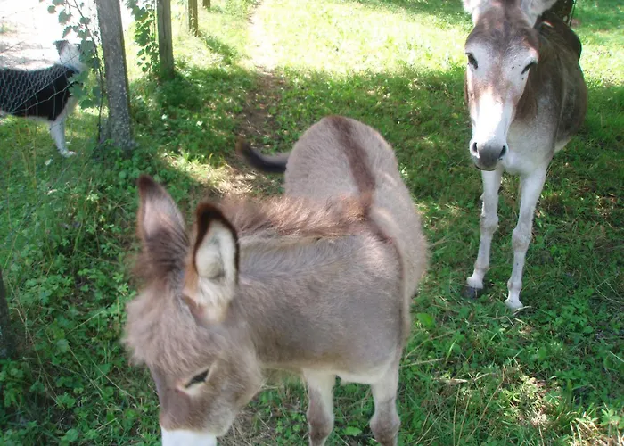 Le Routoir Holiday home *